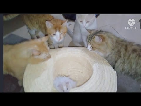 Introducing my Hamster to my Four Cats