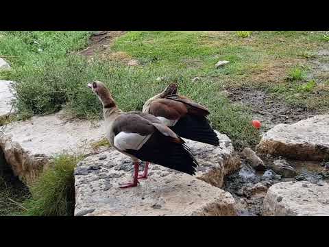 COUPLE OF EGYPTIAN GEESE (1)