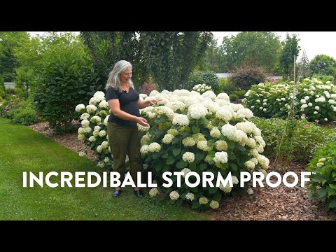 Incrediball Storm Proof ⛈️ | Garden Highlight