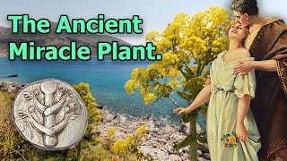 Silphium: The Extinct Miracle Plant of Ancient Rome