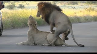 Lions Mating 3 Times Within 7 Minutes in Kruger National Park
