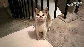 That Night, a Tiny Kitten Knocked on My Door, Hoping to Be Taken In at Last