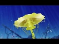 Print Show Under The Sea Ident