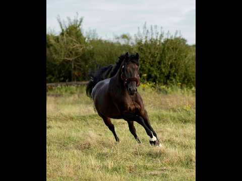 Shotgun vd Brouwershoeve (H&M CHILLI WILLI x DARCO) - Video 8 video thumbnail