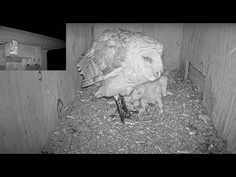 Barn Owl Female return to the nest with Mucky legs. Any ideas what she got into?