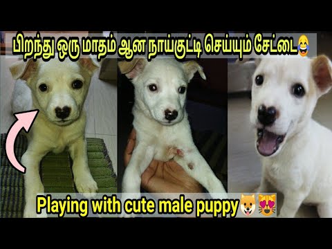 பிறந்து ஒரு மாதமே ஆன அழகிய நாய்குட்டி😍😍😍|Playing with cute dog😻|Dog lovers💙|Born 1month dog🤩