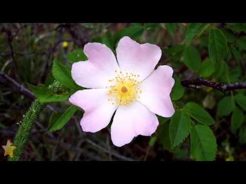 ☆ Květina - Krápník [HD]