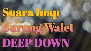 Download lagu Suara inap burung walet_deep down mp3 Download lagu Suara inap burung walet_deep down mp3