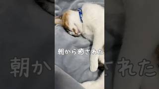 【大家族】保護から3ヶ月、伸びるねこちゃん　#保護猫　#野良猫　#猫のいる暮らし