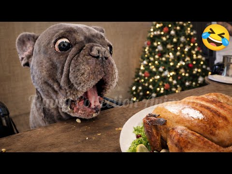 Funny ANIMAL Videos of Cats and Dogs🐶😺 Try Not To Laugh 2025😂