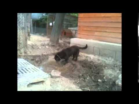 Ica és a dagonya, avagy dugd el jól a kenyered ...