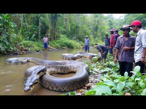Le serpent géant de la rivière : une rencontre unique