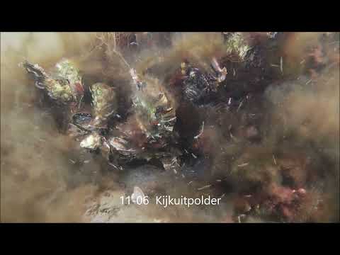 Duiken Oostvoorne en Zeeland 10 tm 12 06 2022