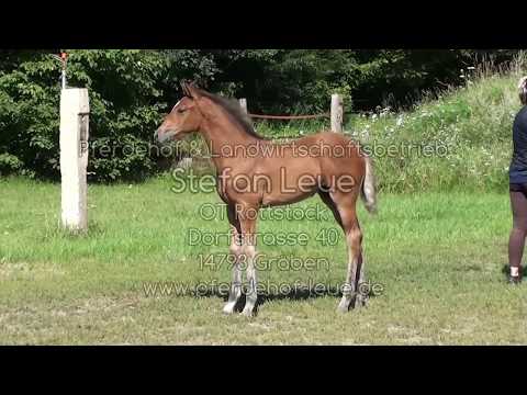 Pferdehof Leue - unser Stutfohlen 2017