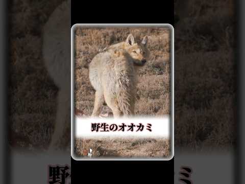 ある男性が、助けを求めているように見えるオオカミに呼び止められた。 #animals #動物