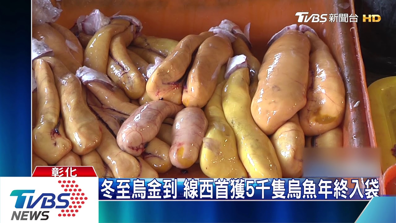 冬至烏金到 線西首獲5千隻烏魚年終入袋