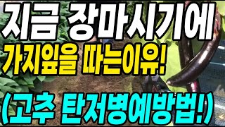 장마시기에 가지잎을 따는이유! 고추탄저병 걱정도 한방에 해결방법!