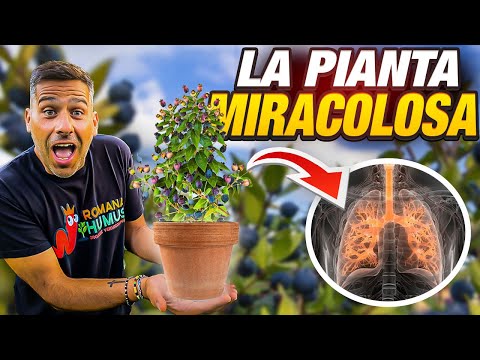 MYRTLE: I'LL EXPLAIN WHY THIS PLANT IS MIRACULOUS 🌿💫🌟