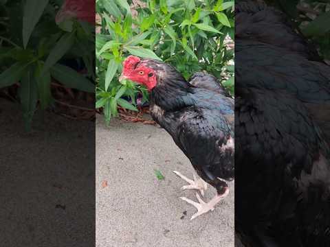 mushki Aseel pehli bar deray pr aya ha #viral #youtubeshorts