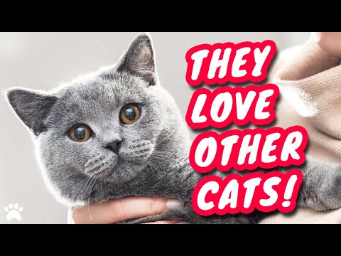 Are British Shorthair Cats Good With Other Breeds Of Cats?