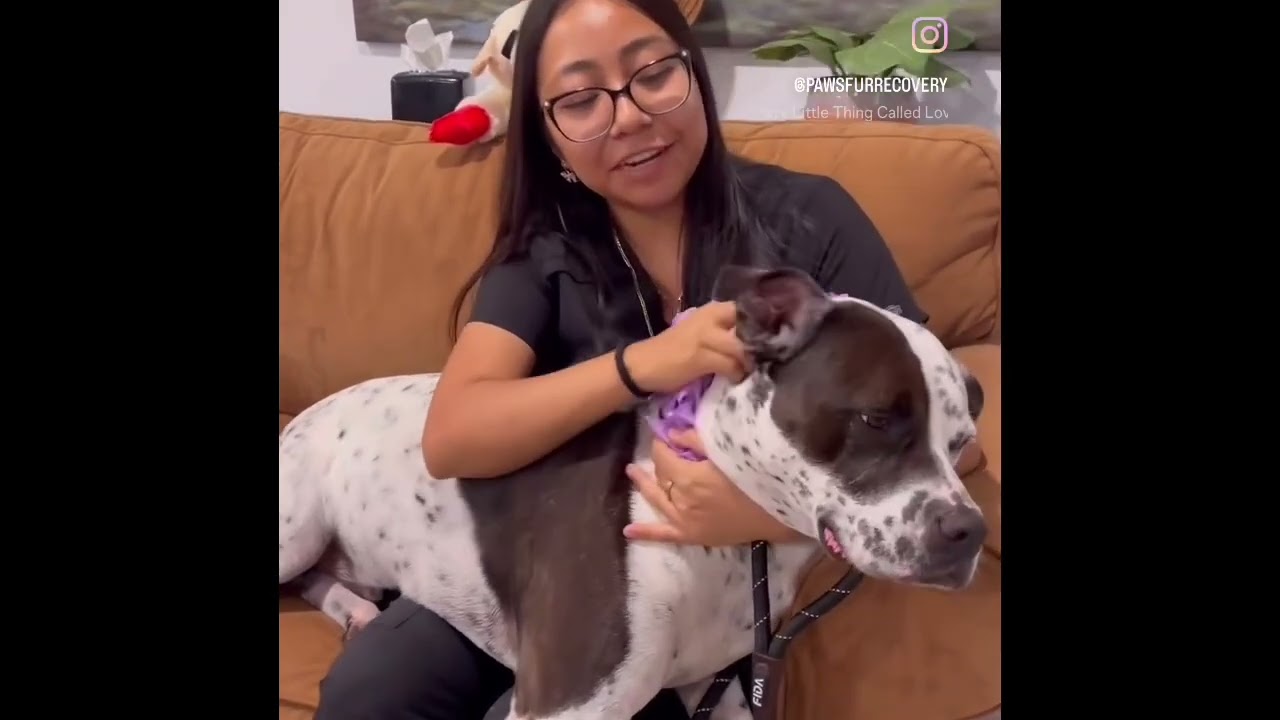 Enlarge INKY, a Adoptable mixed breed in Indiantown, FL video 5/6