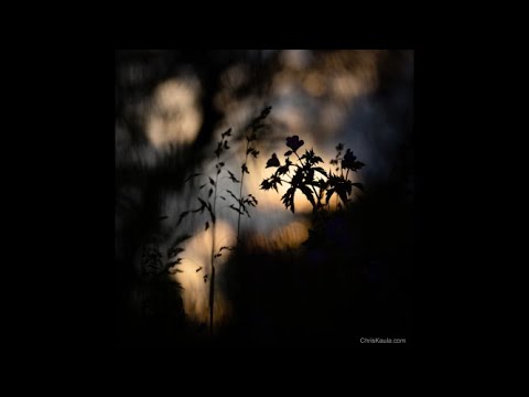 Blumenfotografie im Gegenlicht