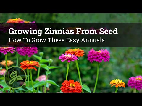 Growing Zinnias From Seed - How To Grow These Easy Annuals