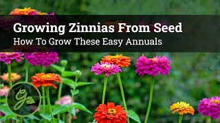 Growing Zinnias From Seed - How To Grow These Easy Annuals