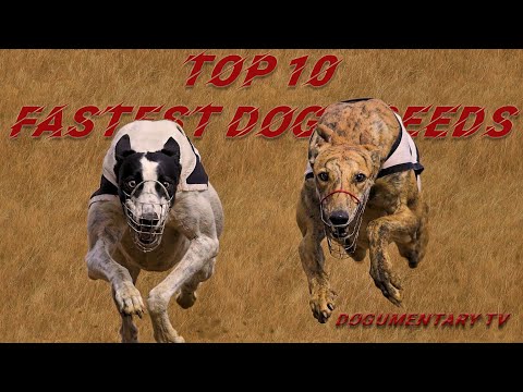 TOP TEN FASTEST DOG BREEDS