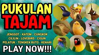 Download lagu ⚙️ seting masteran murai batu cucak ijo kacer cendet agar ngeroll speed tembakan KENARI mp3