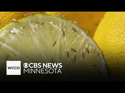 Simple DIY trick to get rid of fruit flies in your house