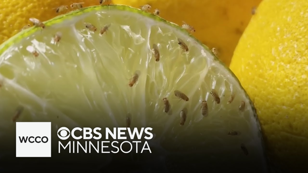 Simple DIY trick to get rid of fruit flies in your house