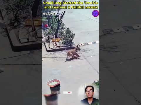 Small Dog Started the Trouble and Learned a Painful Lesson! #shortvideo #dog #pets #omg #viral