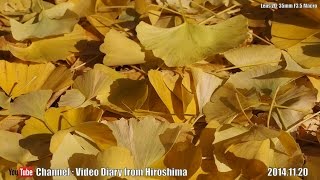 preview picture of video '広島の風景 2014 秋 Part 82 筒賀の大銀杏 安芸太田町 Scenery of Hiroshima 2014 Autumn,Large ginkgo,AkiOota Town'