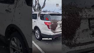 Download lagu Jangan pernah mengusir lebah yang ada di mobil😱 mp3