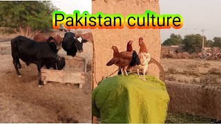 Official trailer  Pakistani culture video 2022 #viralvideo