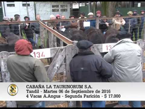 06-09-16 - VENTA de VACAS A. ANGUS - CABAÑA LA TAURINORUM S.A. - TANDIL