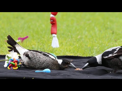 Juvenile Magpie LOVES his toys! ❤