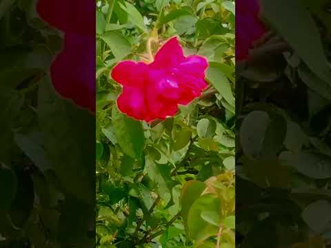 wow 🤩🤩🤩rose