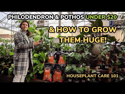 , title : 'UNDER $20 How To Grow HUGE Philodendron & Pothos ! Houseplant Care 101: Philodendron & Pothos Care'