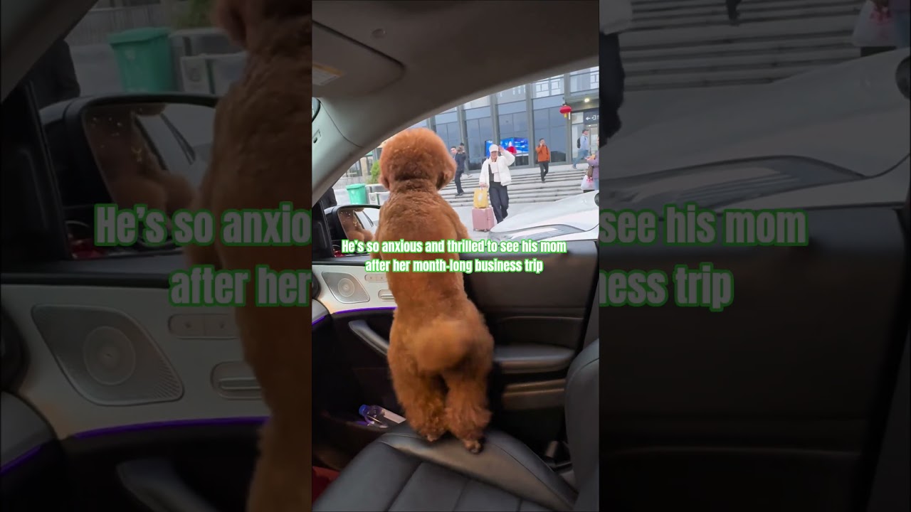 A dog’s heart is a treasure