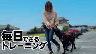 【フラットコーテッドレトリバーの学習がすごすぎる】毎日できるトレーニング
