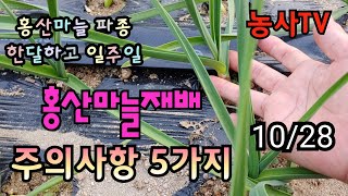 홍산마늘재배, 홍산마늘 파종후 약 40일 후 생육상태, 홍산마늘재배시 주의사항 5가지, 홍산마늘시비관리, 홍…
