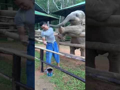 Playful baby elephant pokes guy with his trunk