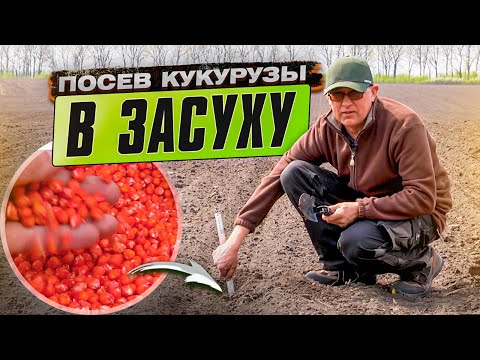 ПОСЕВ КУКУРУЗЫ в ЗАСУХУ. Сроки, норма, и глубина посева. Выращиваем кукурузу шаг за шагом. Ч.1