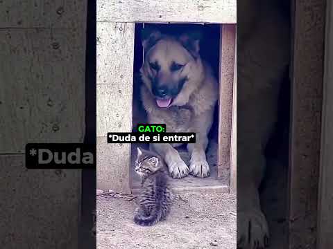El Gato Ya Se Quedó Con La Mitad De Su Casa! 🙏