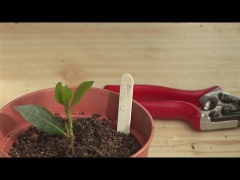 Step By Step Guide To Bay Cuttings