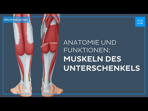 Unterschenkelmuskeln: Anatomie und Funktion einfach erklärt | Kenhub