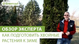 Як підготувати хвойні рослини до зими