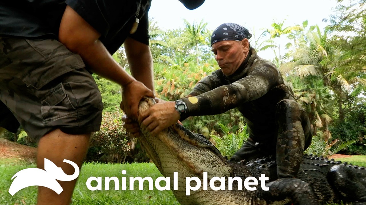 Jimmy and Paul Vs. The Biggest Gator EVER! | Gator Boys | Animal Planet
